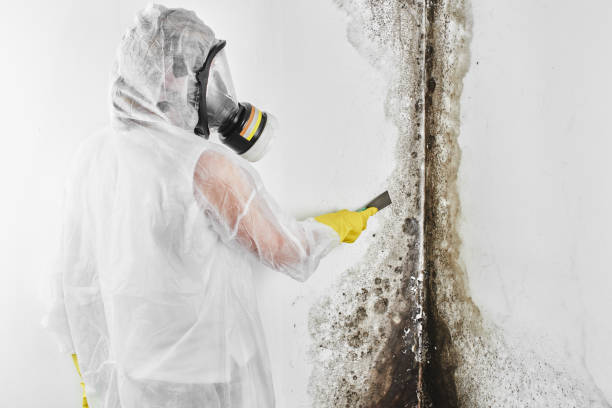 Best Black Mold Removal  in Venetian Vlage, IL