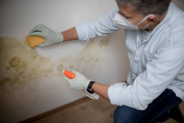 Best Mold Removal Company Near Me  in Venetian Vlage, IL