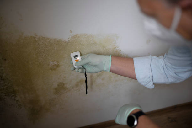 Best Office Mold Removal Services  in Venetian Vlage, IL