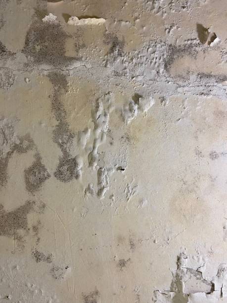 Best Certified Mold Removal  in Venetian Vlage, IL
