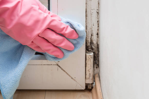 Best Residential Mold Removal  in Venetian Vlage, IL
