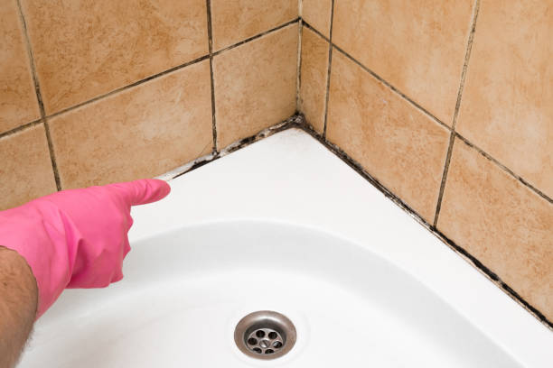 Best Mold Damage Repair  in Venetian Vlage, IL